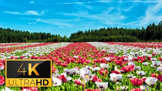 4K Nature at Morning | Meditation Music Video, Relaxation, Relaxing Music, Stress Relief, Calm Music