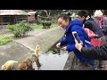 花蓮兆豐農場餵食小浣熊