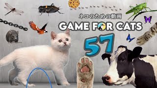 CAT GAMES [BRAVE MAN] | Ultimate Cat TV Compilation SPECIAL VOLUME 57 | 2 HOURS | NO ADS