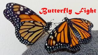 Butterfly Fight - Two Monarch Butterflies Battling Each Other