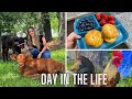 Spend the Day with Me | Being a Content Creator, Introducing You to my Baby Cows, & Catching Up!