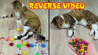 Funny Cat Barsik and Vasj Beads Domino Marbles Reverse Video