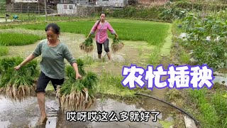 农忙时节来插秧，娜姐婆媳精诚合作雨锅来凑数，弟媳做晚餐好丰盛