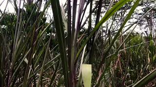 Into A Wild Sugarcane Field