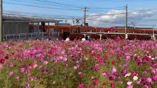 見頃の綺麗な恋泉畑のコスモス　愛媛県伊予郡松前町　2021年10月23日絶景