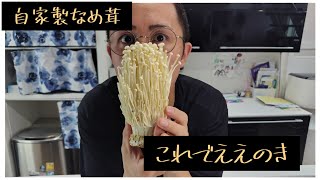 【きょうの料理】えのきで作る、自家製なめ茸！これでええのき！らでんさん、えのきダンスはどうですか？