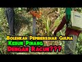 Bolehkah Pembersihan Rumput Kebun Pinang Disemprot???