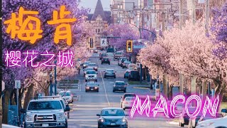 樱花之城——梅肯  Macon Cherry Blossom Festival