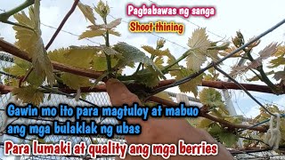 Pagbabawas ng mga sobrang sanga ng ubas para maging malaki at quality ang mga bunga, shoot thining
