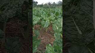 Plantation Of Organic Spinach#farming#spinach#organic#vegetables#mybloopers