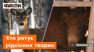 Сотня благородних оленів у Волинському лісі! Порятунок української природи