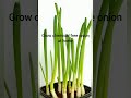 Grow green onions at home without seeds.