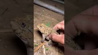 Funny frogs Catching | Wep wep catchingfrogs funny | boing catch frogs make youlaugh #shorts