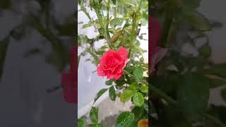 #rose#shorts#viral#love#shortvideo