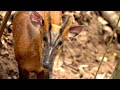 Wuliang Mountains Series | Episode 6: Indian muntjac