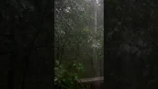 മഴ തകർത്തു പെയ്യുകയാണ് #rain #viral #trending #viralvideo #trend