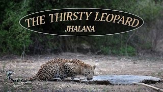 The Thirsty Leopard Of Jhalana | Leopards of India | Jaipur Wildlife | Urban Leopard | Leopard Water