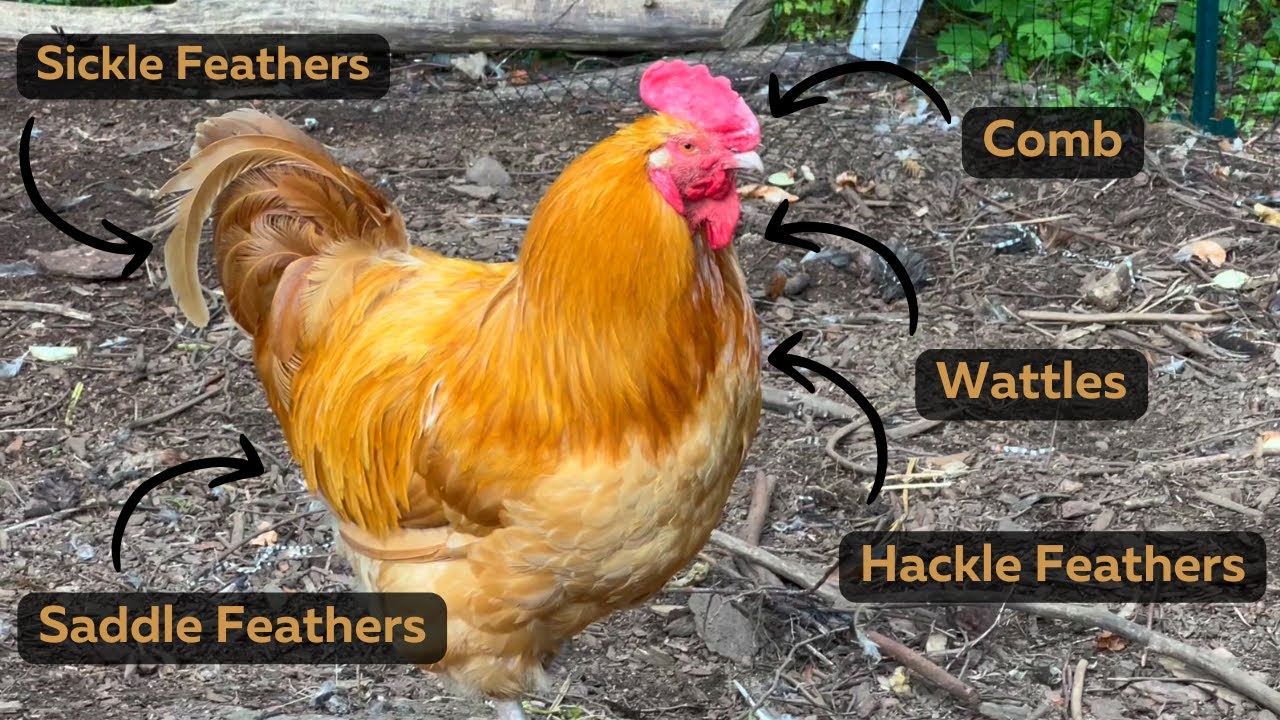 How To Tell A Hen From A Rooster AND Introducing Young Chickens Into ...