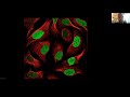 Single cell proteome and transcriptome map of the human cell cycle | Prof. Emma Lundberg | SCP2021