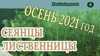 Лиственница сибирская 2-х летка Обзор интернет-магазина питомника \