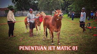 Inilah sapi dari team JET MATIC yang akan beraksi di piala Presiden