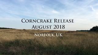 #3 Conservation Corner - Corncrake release August 2018 - Pensthorpe Conservation Trust