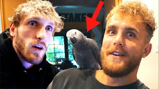 Stealing Logan Pauls New Bird!