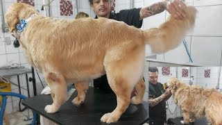 pet shop ,tosa  do  golden  retriever  trimming e hand strimping ,assista e não crítica obg .