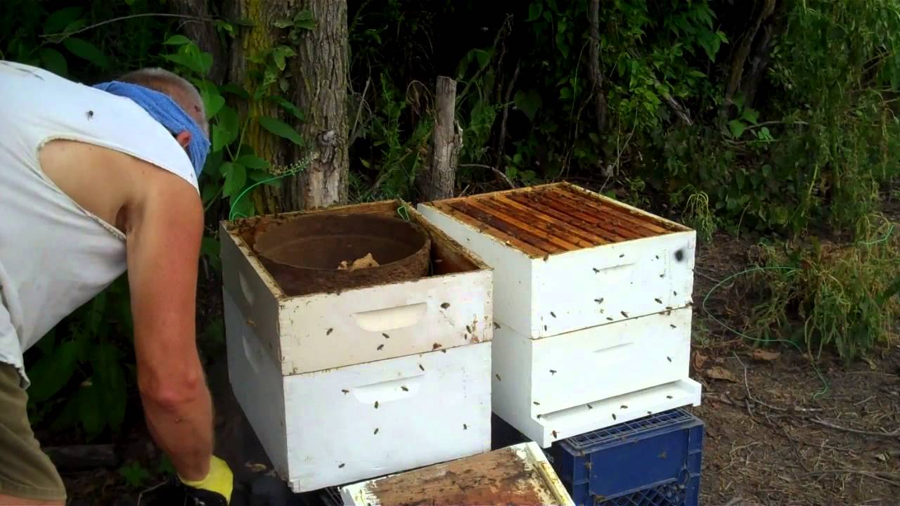 How To Keep Bees & Starting A New Hive. Honeybee Swarm Trap Follow Up ...