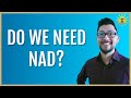 ☀️ The importance of NAD in Energy (2024)