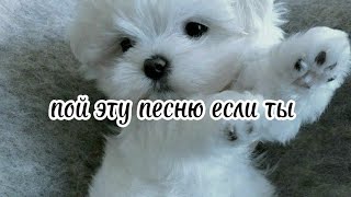 🎀 пой эту песню если ты...🎀 Песни. Новые. Пой...