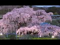 2024年4月10日 三春の滝桜満開 ソメイヨシノは少し咲き始めなので 土日狙い目だと思います🥰