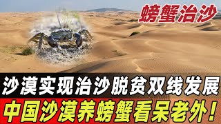 沙漠放养30万只螃蟹，实现治沙脱贫双线发展，怎么做到的？#中国基建 #工程 #螃蟹 #沙漠