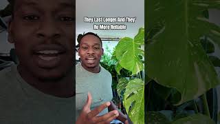 Top 5 Variegated Plants - Monstera Thai Constellation (Part 1)