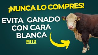 ❌ EVITA COMPRAR GANADO CON CARA BLANCA ❌ ¿MITO O REALIDAD?