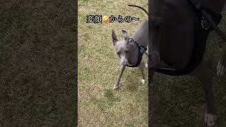 変顔からの満点笑顔犬　#dog #イタグレ #italian #犬 #愛犬 #イヌ #shorts