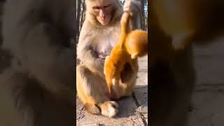 newborn baby and mom #shorts #short #shortvideo #shortsvideo #monkey