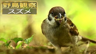 【スローモーションで野鳥観察】スズメ【特別な事は何も起こらない動画】