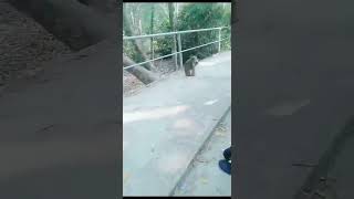 ওরে বাবা দিদি টার কতো সাহস # shorts#new# monkey #attack#