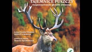 tajemnice puszczy - Łoś