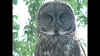 Great Gray Owl- Interior Alaska