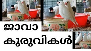 ജാവാ കുരുവികൾ /Java Sparrows ( Malayalam)