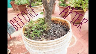 How to take care of plants for better growth |ಉತ್ತಮ ಬೆಳವಣಿಗೆಗೆ ಸಸ್ಯಗಳನ್ನು ಹೇಗೆ ನೋಡಿಕೊಳ್ಳುವುದು.