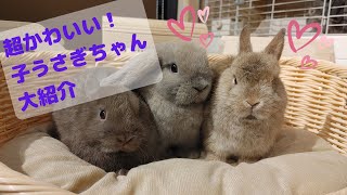 【うさぎ専門店monLapin】7月生まれの可愛いBABYちゃん達！