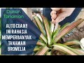 AUTO CUAN!! TIPS DAN TRIK CARA MEMPERBANYAK TANAMAN BROMELIA