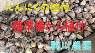 にんにく植え付け　種準備・消毒・植付　駒川農園　24.10.17