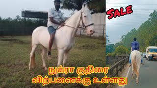 Nukra horse for sale in munnar | மூணாறில் நுக்ரா ஆண் குதிரை விற்பனைக்கு உள்ளது