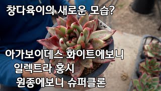 창다육이의 새 모습? 아가보이데스 줄리엣 화이트에보니 일렉트라 홍시