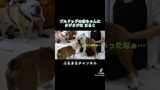 子犬に初めて会ったイッヌ　#dog #ブルドッグ #bulldog #ブルドッグ子犬 #dogbreed #犬のいる暮らし #ドッグ #englishbulldog #ペット #子犬