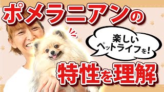 【ポメラニアン 特徴】ポメラニアンの特徴・魅力をカテゴリー別でご紹介！